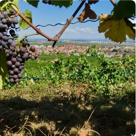 Apartamento Envolée Des Rêves - Terrasse - Parking Privé Wintzenheim