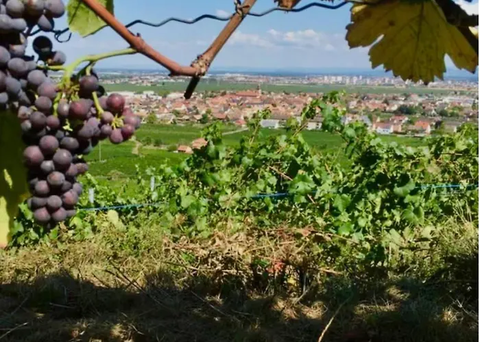 Apartamento Envolée Des Rêves - Terrasse - Parking Privé Wintzenheim